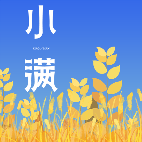 二十四节气小满节气田野里颗粒饱满的小麦微信公众号次图